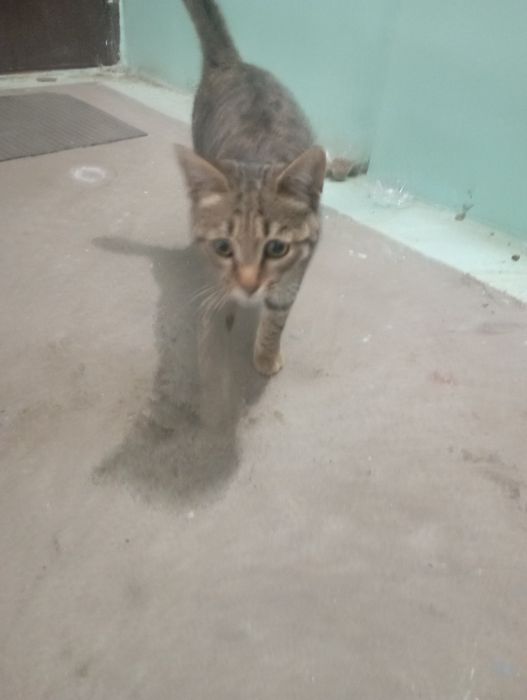 Отдаю кота бесплатно.