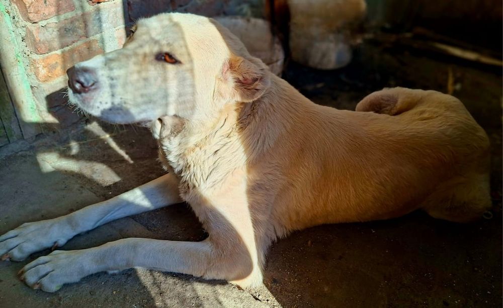 Продам щенков алабая