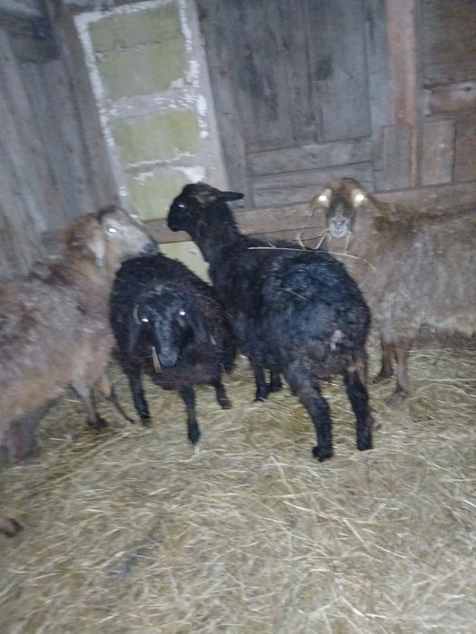 Продам токты ургашы