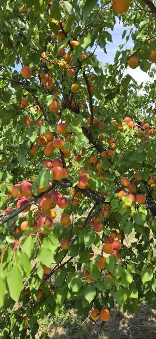 Продаваме кайсии за ракия сорт Мъркулещи