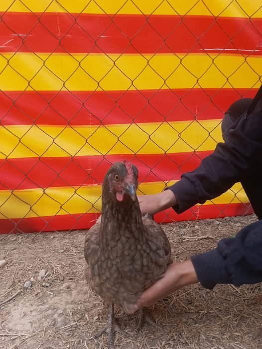 Тауықтар мен қораздар