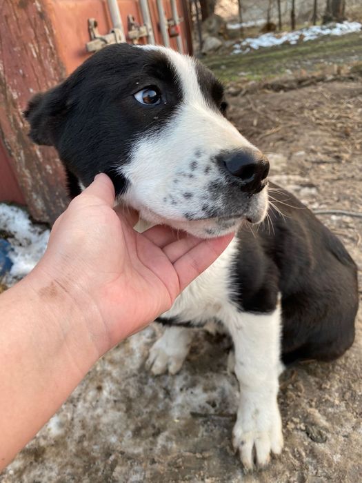 Продается казахский тобет