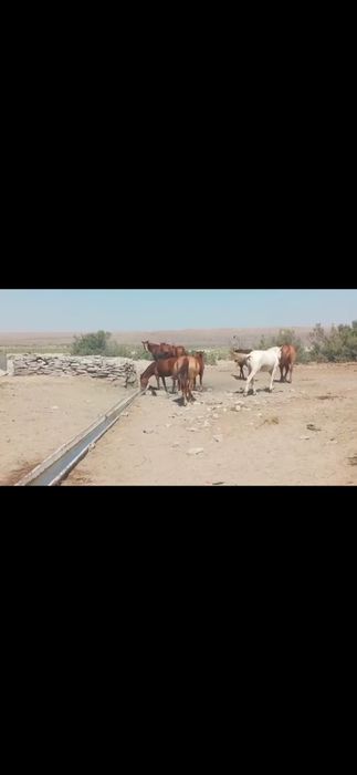 Жабағы, тайлар 20-25 бас