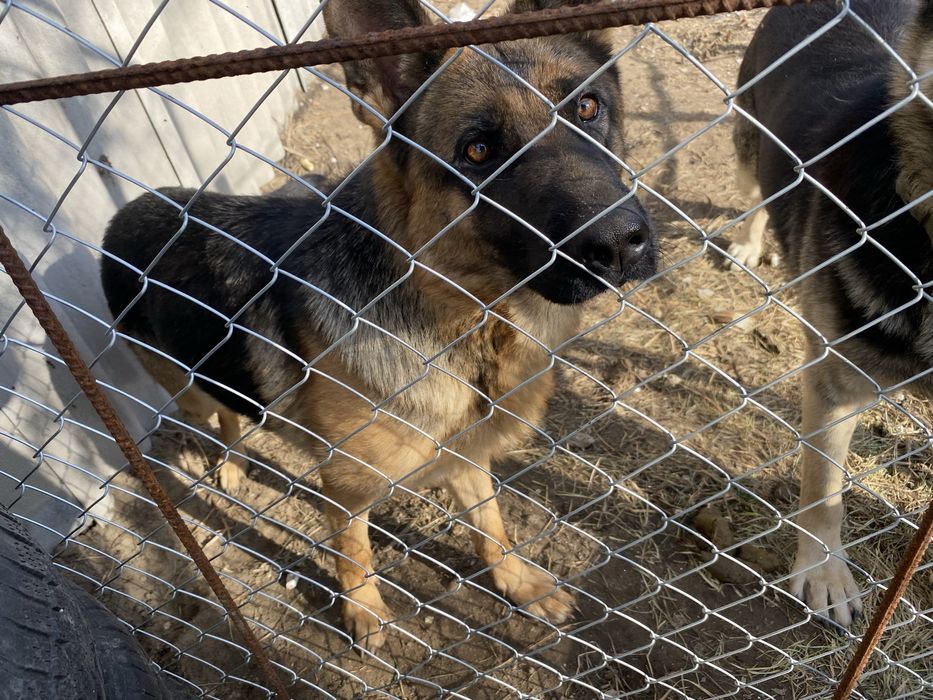 Немецкая овчарка с документами