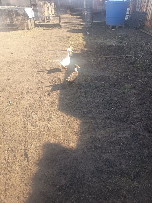 Rața și rățoi cu moț de vânzare