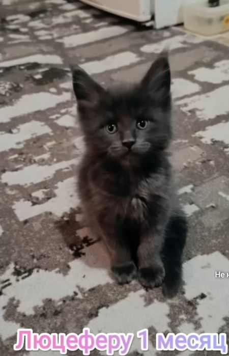 Вязка кот Мейн-кун