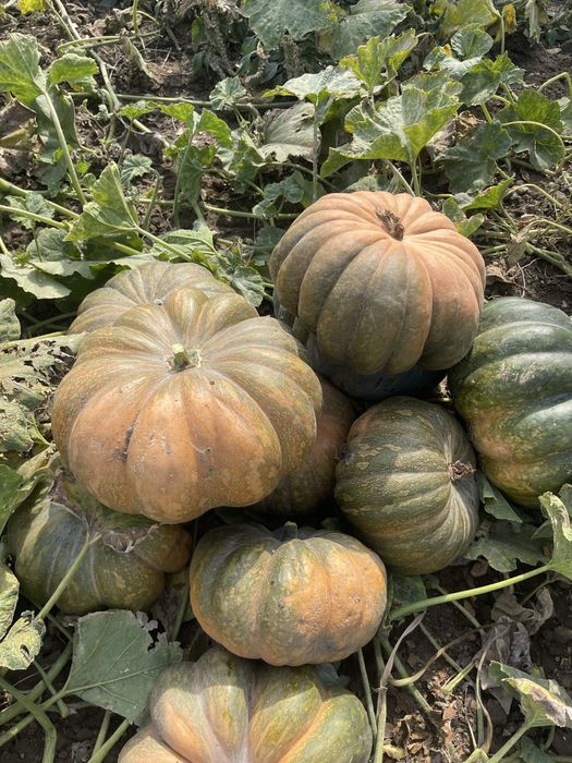Тыква американка оптом