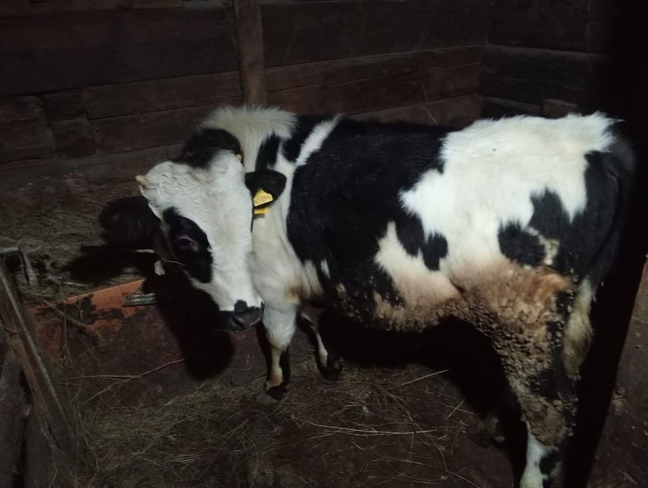 Продам 7голов бычок  оптом