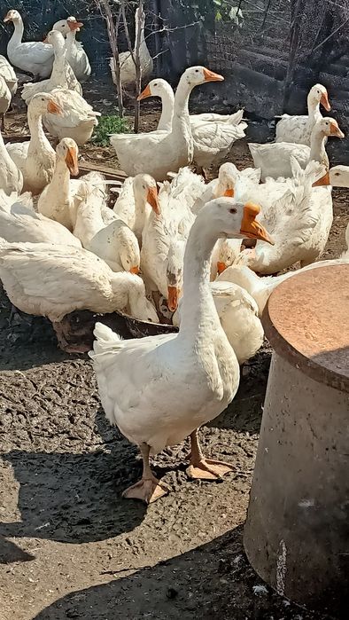 Продаю Гусей !!!