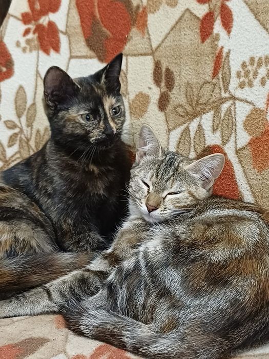 Котята бесплатно!