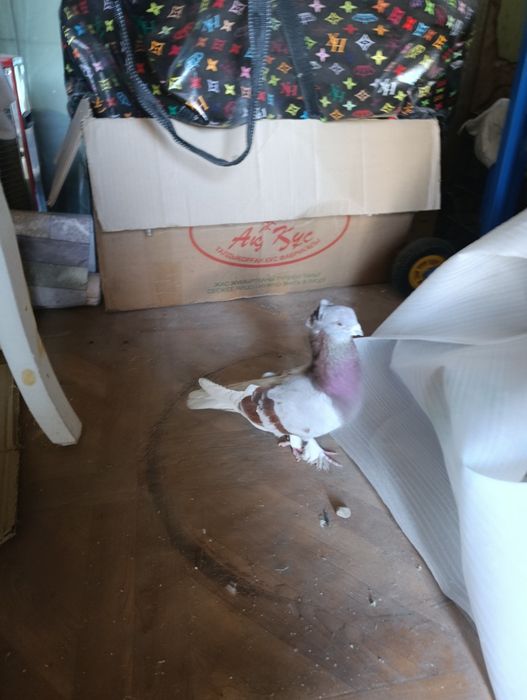 Голубка лет есть