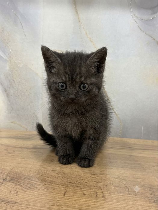 Котята в добрые руки бесплатно