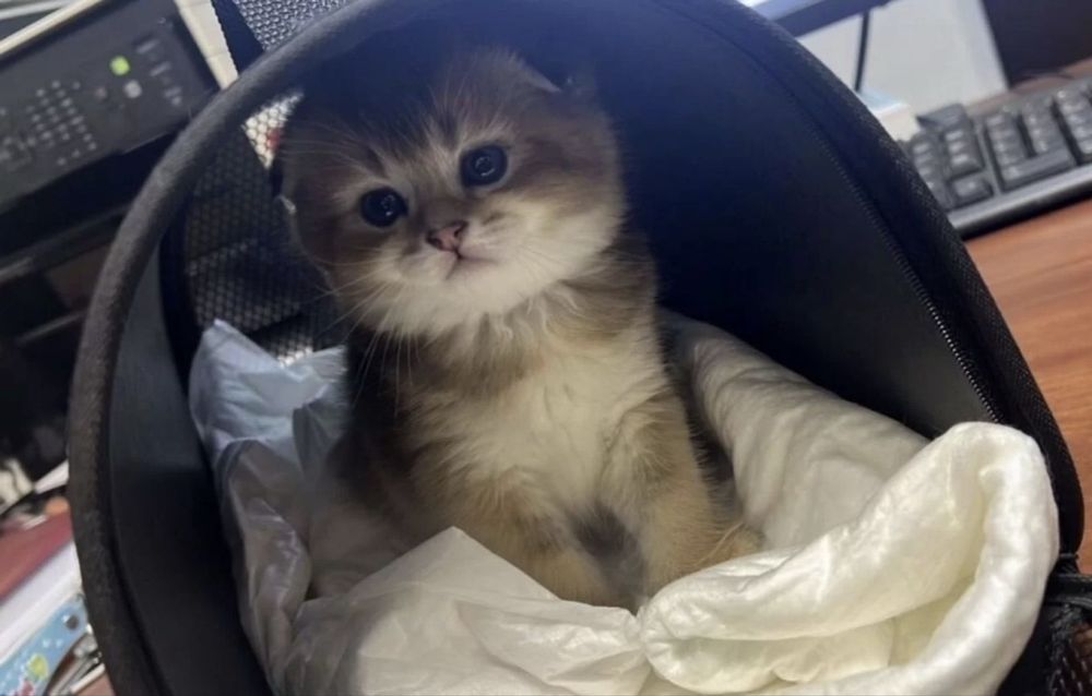 Золотая шиншилла котенок