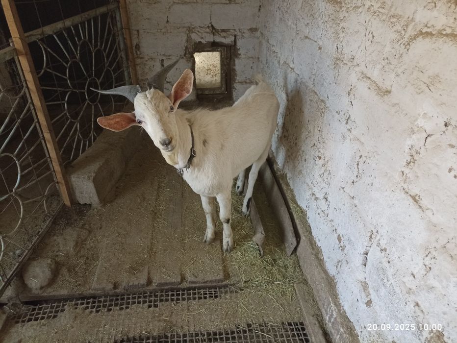 Козлы Нубийские продам