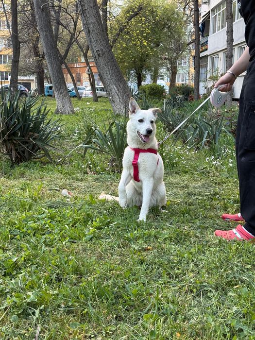 Търси дом! Здравейте, това е Айра