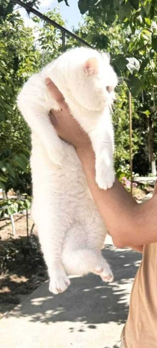 Продам кота Британская (скоттиш-страйт)