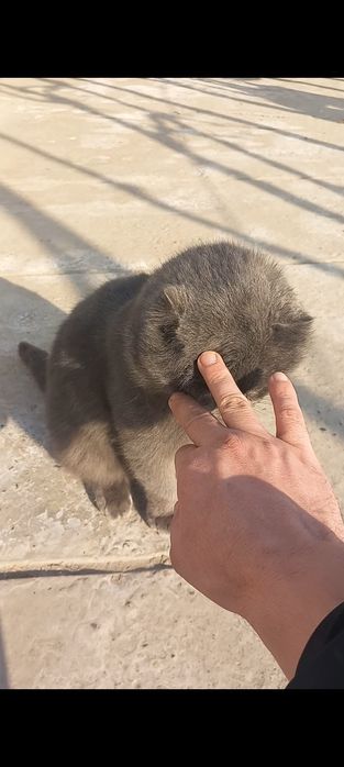 SCOTTISH fold juftini qidirmoqda .ИЩЕТСЯ ПАРА