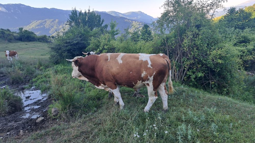 Taur balțata Romaneasca de 2 ani