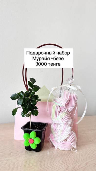 Мурайя (муррайя, японский жасмин)