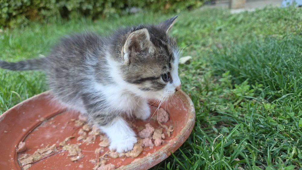 Котенце за осиновяване