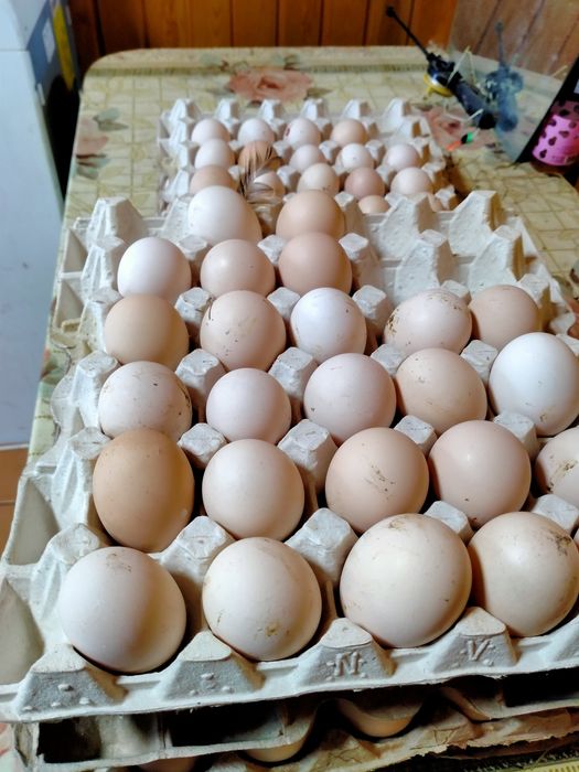 Яйца инкубационные продам