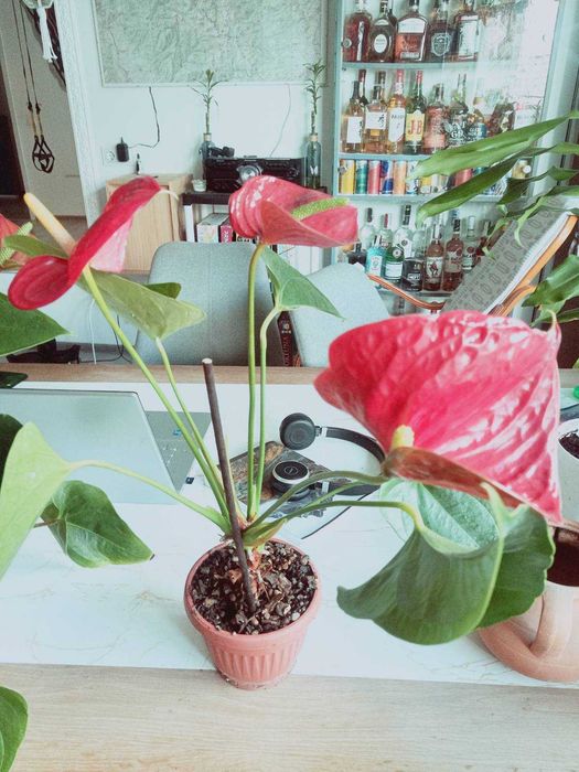 Екзотични растения - Артуриум/Arturium - в саксия