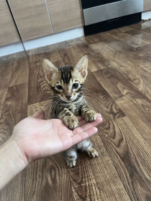 Бенгальский котенок