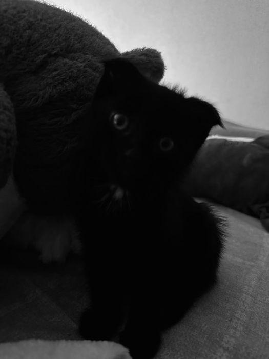 Продам веслоухого котёнка