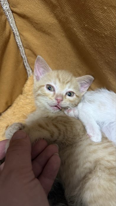 Милые Котята ищут дом
