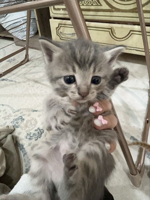 котята продаются!