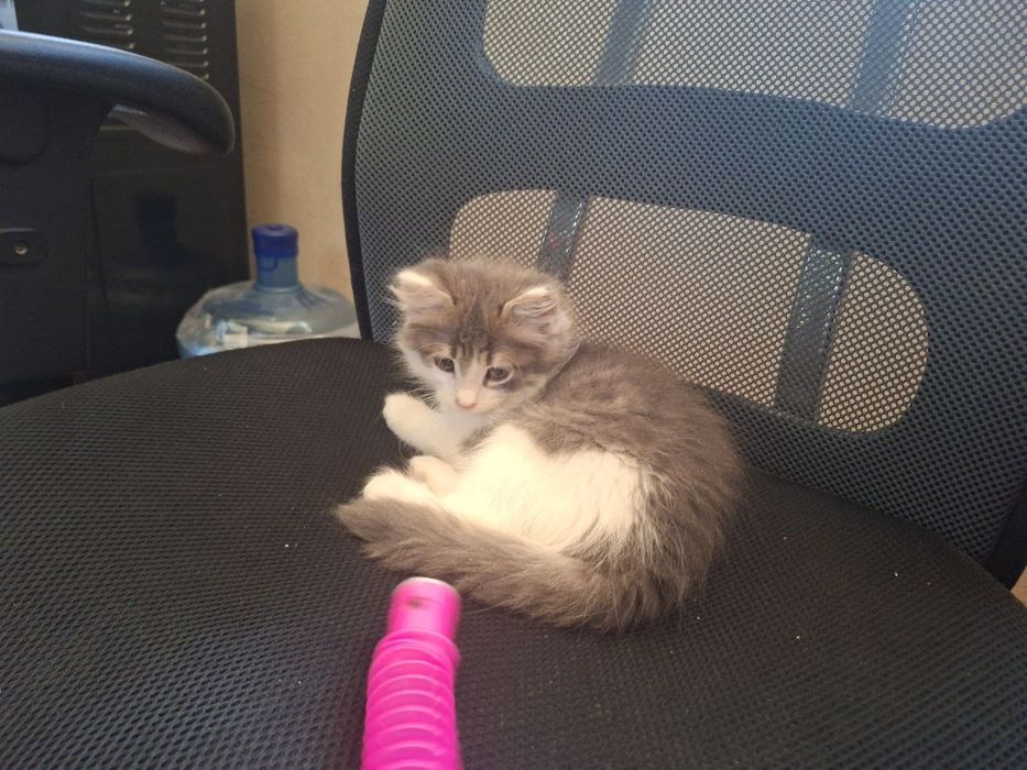 Котёнок в добрые руки