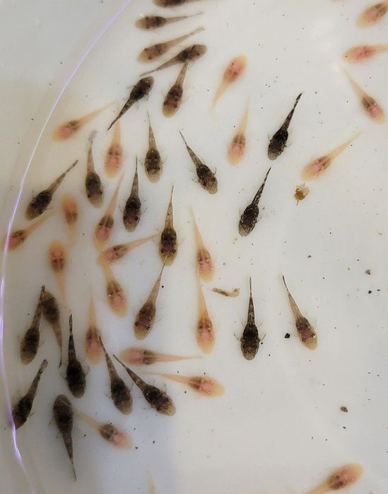 Аквариумные рыбки