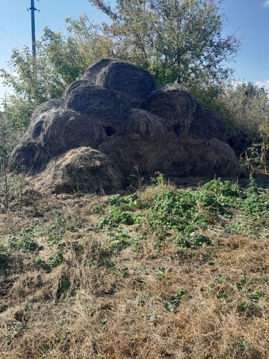 Сено.                   .