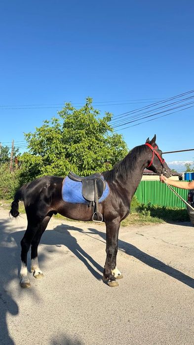 Продам жеребца жорга айгыр
