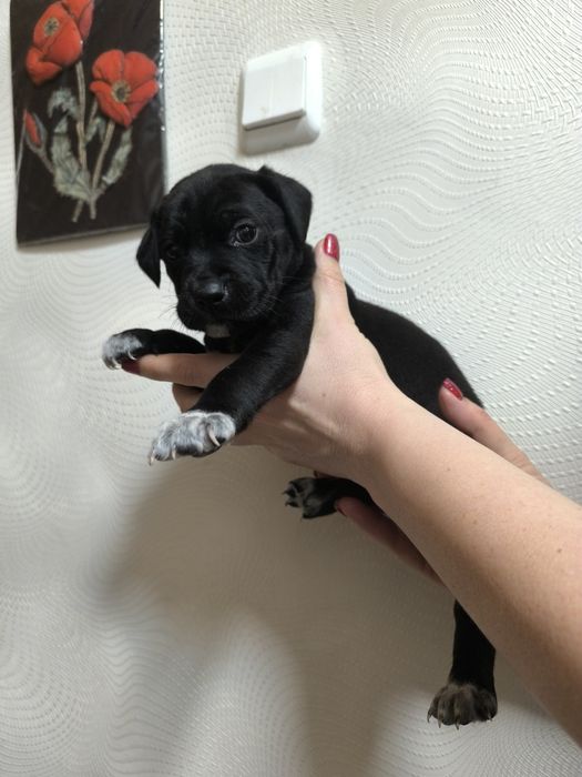 Отдам щенков бесплатно