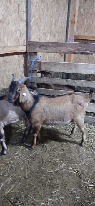 Țapi 2 Țapi anglonubian in acte ,vârsta 1 an