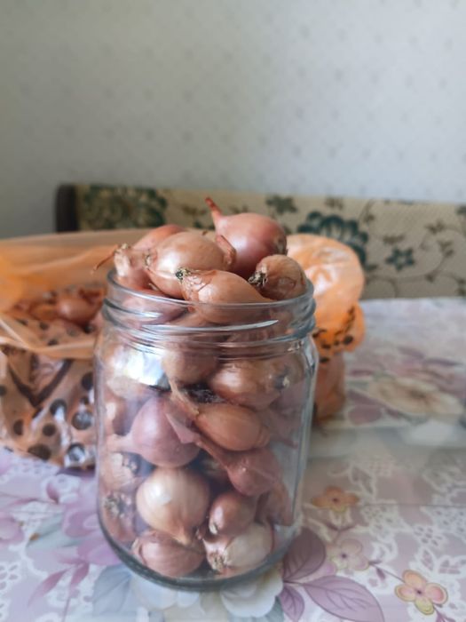Семяной лук продам