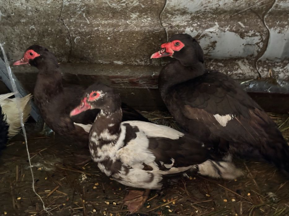 Vand oua de rață incubat sau consum