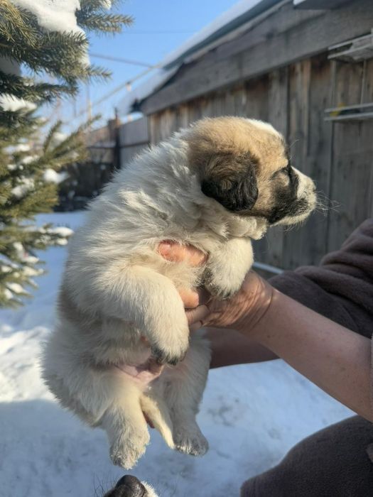 Щенки в хорошие руки