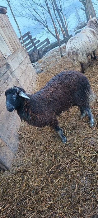 Berbec mior Band judetul Mureș