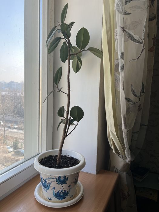 Фикус домашние цветы