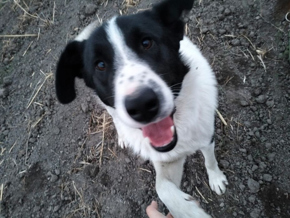 Метис алабая. Мальчик. Год.