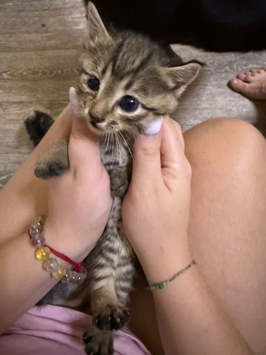 Отдаю котят в добрые руки