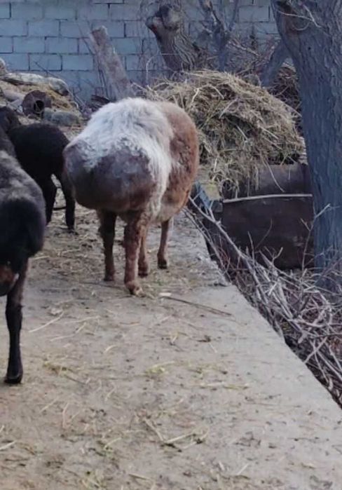 Qo'y sotiladi yeb ochish joyida