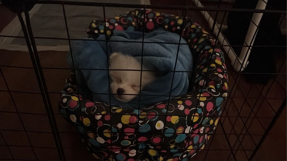 Немецкий шпиц миниатюрный