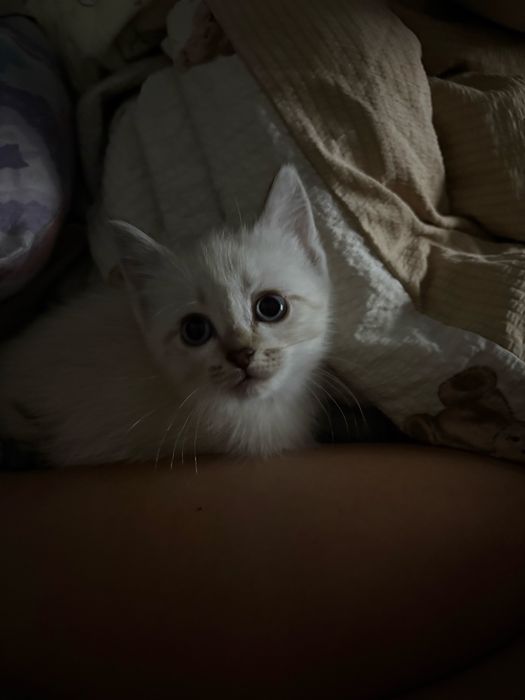 Отдам котенка девочку в добрые руки