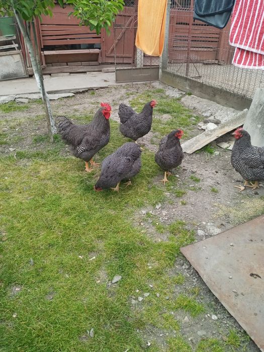 Vand oua pentru incubat de la gaini de rasa , playmouth rok barat.Bune ouatoare, rezistente la boli