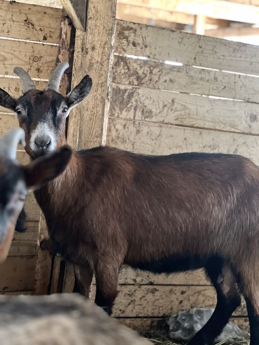 Vând capre de rasă