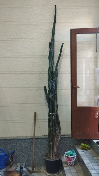 Кактус сотилади буйи 4 м