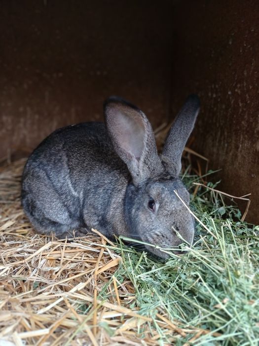 iepuroaica uriaș german